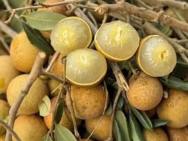 Nhãn xuồng Vũng Tàu
