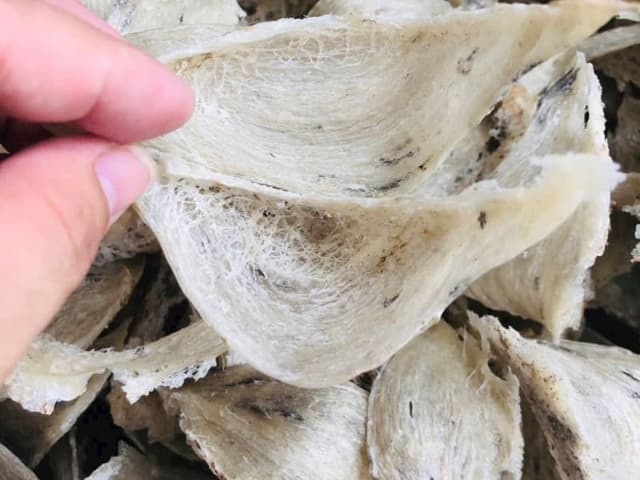Yến già