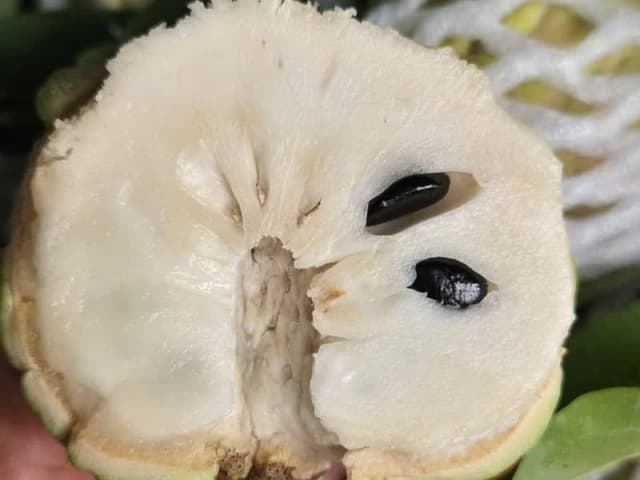 NA DAI TÂY NINH