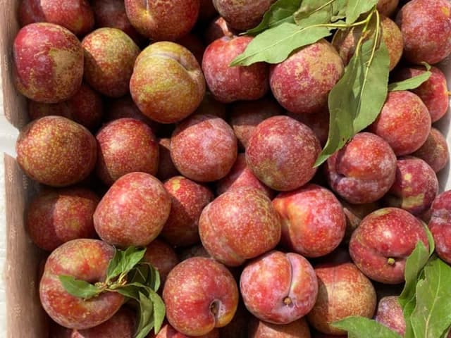 MẬN HẬU