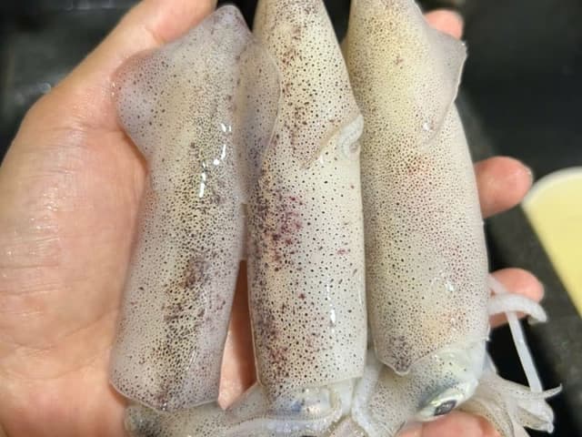 Mực miền Trung biển Vũng Áng
