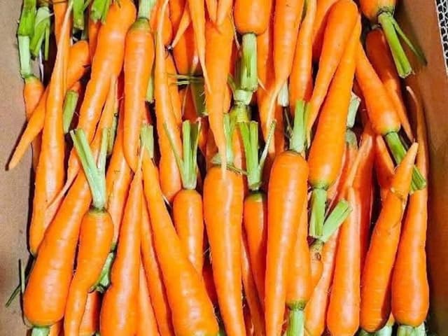 Cà rốt hữu cơ Đà Lạt