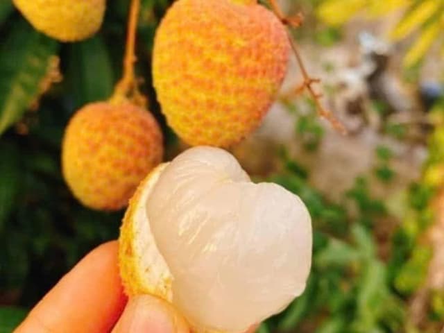 VẢI U HỒNG ĐĂK LĂK