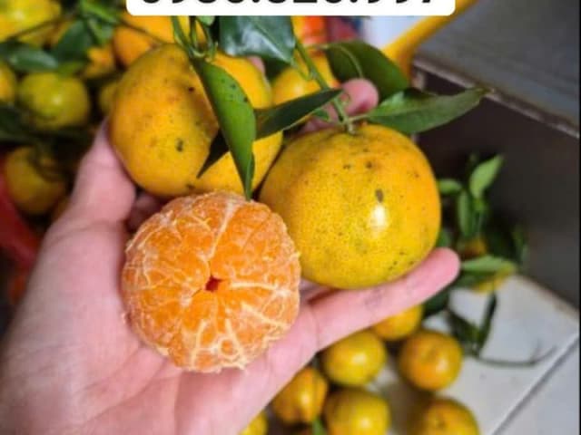 QUÝT ĐƯỜNG LÃO