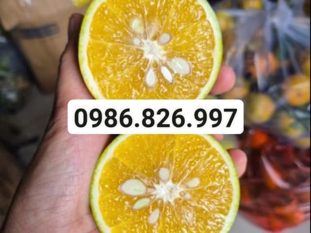 CAM XOÀN MIỀN TÂY