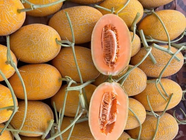 DƯA LƯỚI HUỲNH LONG