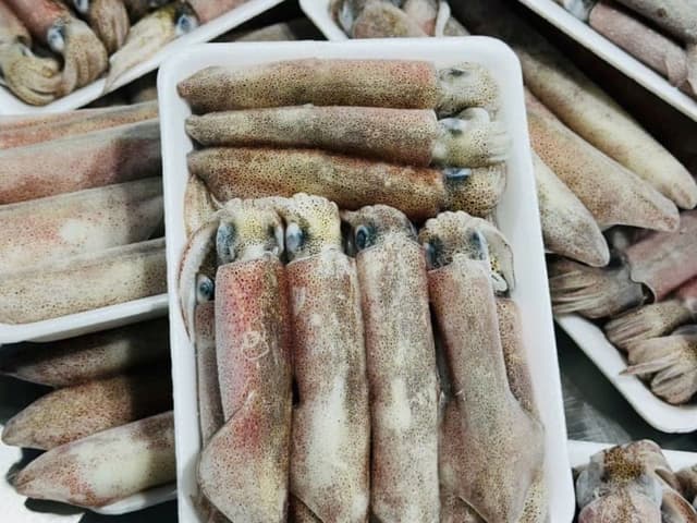 Mực Ống cấp sống Bình Thuận
