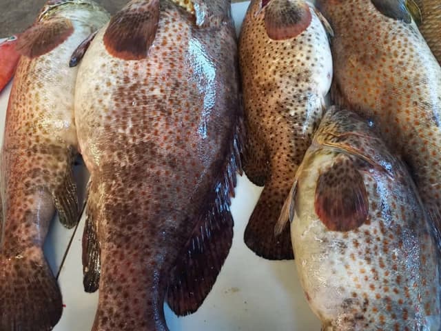 Cá Mú Thông nguyên con