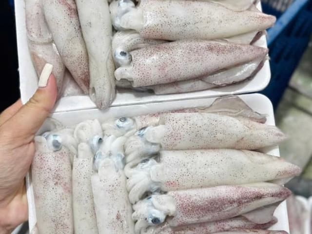 Mực Ống size 20-25