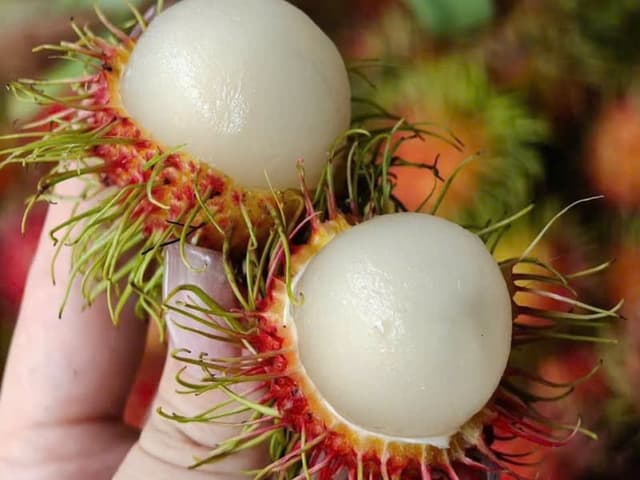 CHÔM CHÔM THÁI