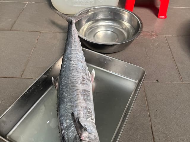 Cá Thu size 2,5-3kg