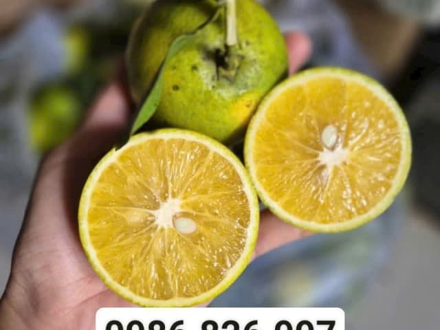 CAM XOÀN MIỀN TÂY